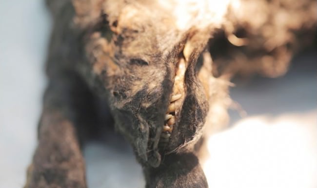 12.400 yıl önce donan köpeğin beyni tam bulundu