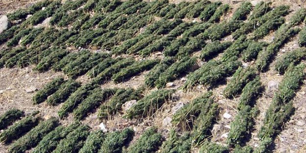 13 ton uyuşturucuyu yakarak imha ettiler