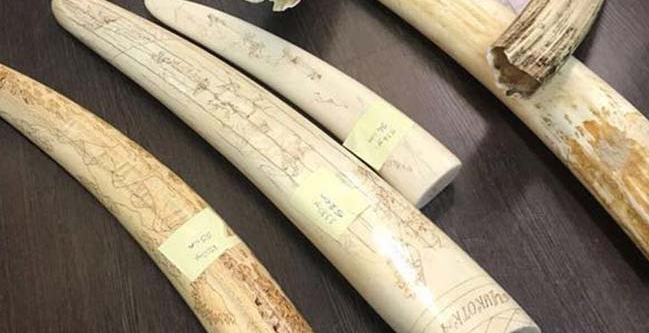 Polis baskın yaptı, mors dişleri ele geçirildi