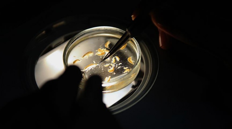 133 yeni canlı türü keşfedildi