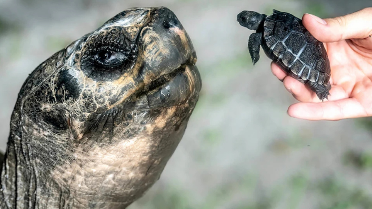 135'inci doğum gününü yavrusuyla kutladı!
