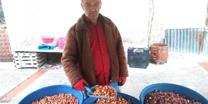 Tohumluk kuru soğan fiyatları yarı yarıya düştü
