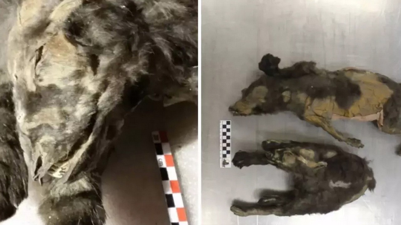 14 bin yıllık iki kurt yavruları buzlar altında mumyalanmış hâlde bulundu!