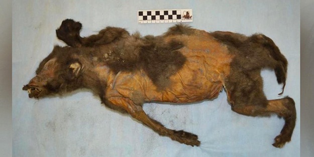 14 bin yıllık yavru köpeğin midesinden bakın ne çıktı