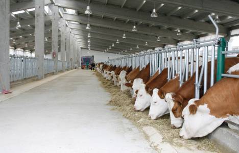 1.4 milyon liralık hayvancılık tesisi satılıyor