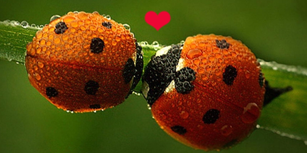 Çay House'dan '14 şubat aşk böcükleri'