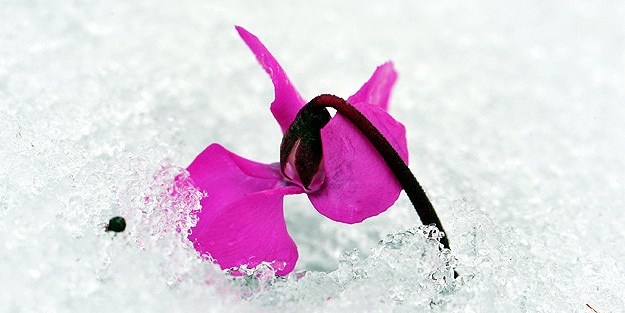 14 Şubat 'Sevgililer Günü' olayı nasıl ortaya çıktı?