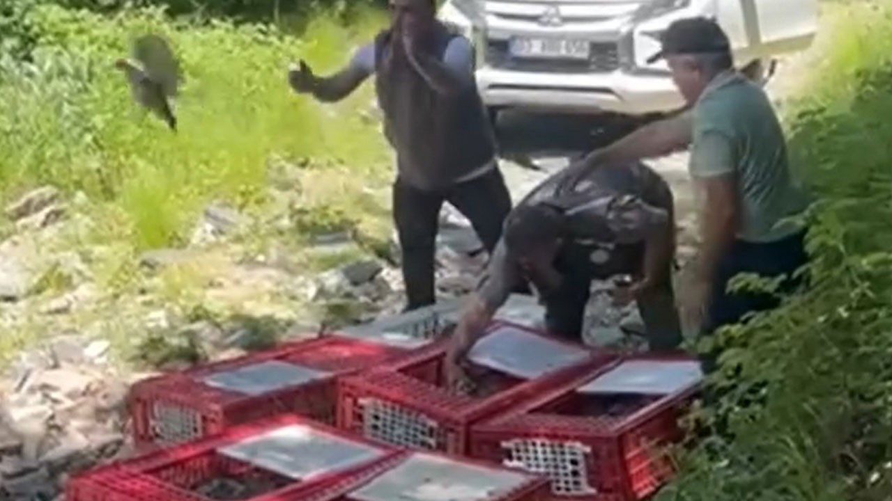 1400 kınalı keklik doğaya salındı! Kene ile biyolojik mücadele