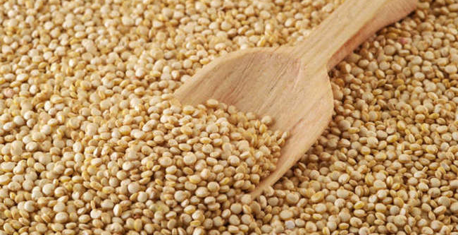 Çorum’da ilk kez kinoa hasadı yapılacak