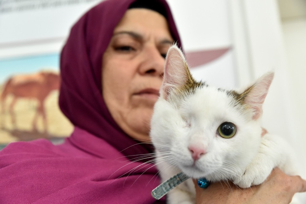 144 sokak hayvanı daha sıcak bir yuvaya kavuştu 
