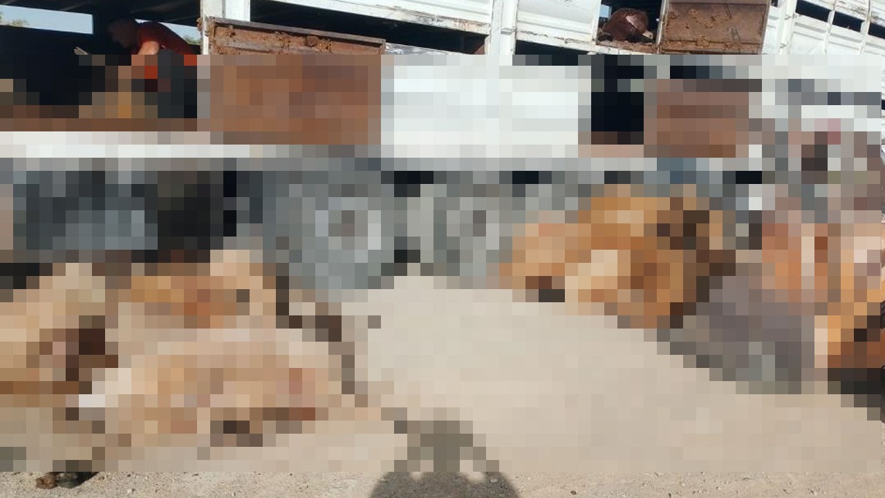 147 küçükbaş hayvan telef oldu! Çok acı olay