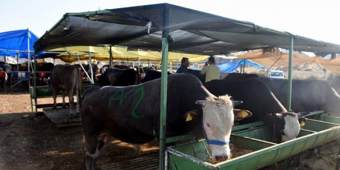 Aliağa’da kurban kesim yerleri ve ücretler açıklandı