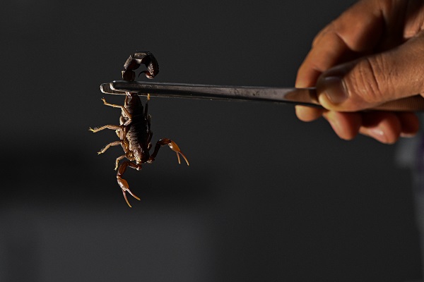 15 bin akrep bakın neden yetiştiriliyor