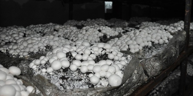 15 bin lirayla kurdu, günde 200 kilo üretiyor