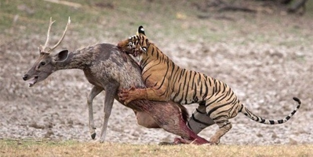 15 dakika boyunca kaplana direndi ama...