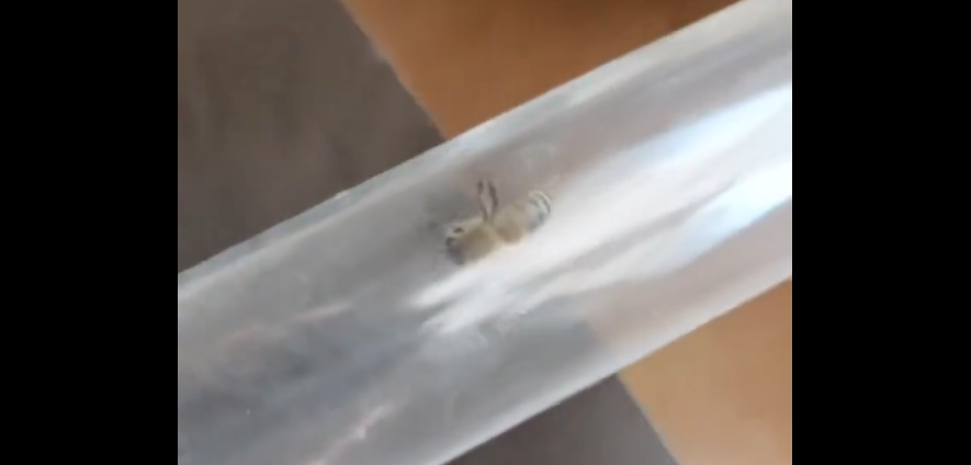 15. katta bal üretmek mümkün! Arıcılık hocasının düzeneği şok etti