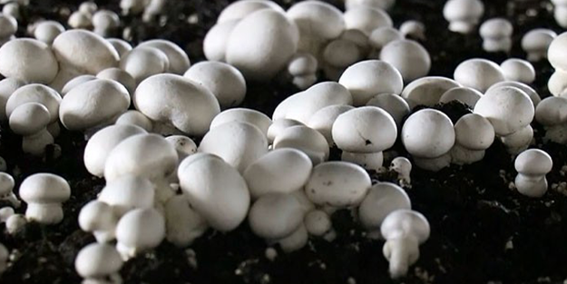 15 Mayıs'ta Türkiye'nin her yerinde olacaklar! Uzmanlar vatandaşları uyarıyor: Aman dikkat edin