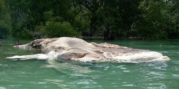 15 metre uzunluğundaki gizemli canlı kıyıya vurdu