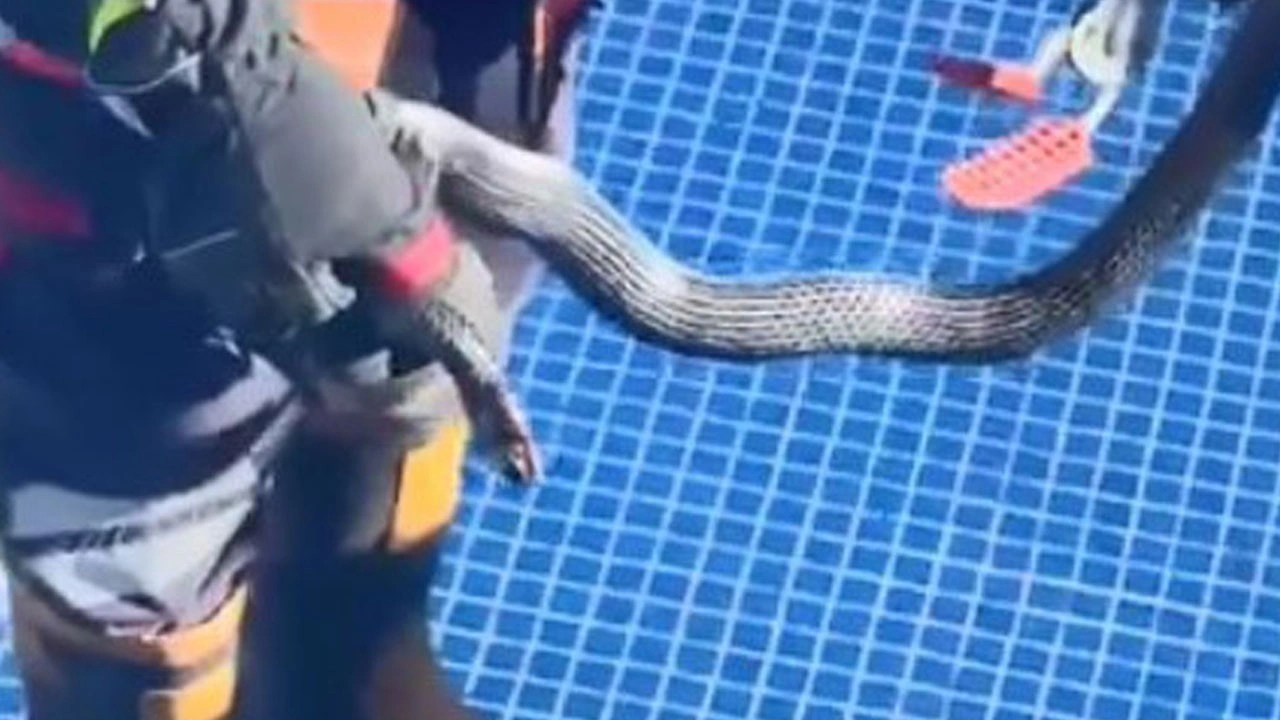 1,5 metrelik karayılan böyle yakalandı