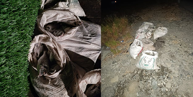 1,5 milyon liralık balık operasyonu! Suçüstü yakalandılar