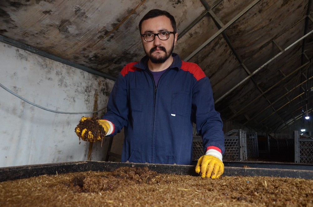 15 milyon solucan ile organik gübre üretiyor 
