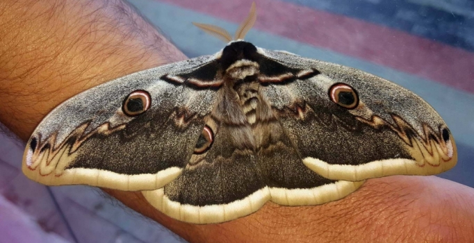 15 santimlik 'Tavus' kelebeği Sivas'ta görüldü