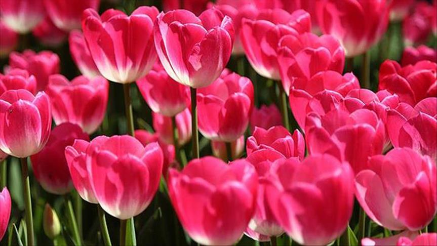 15 Temmuz şehitleri anısına 15 bin lale ekildi