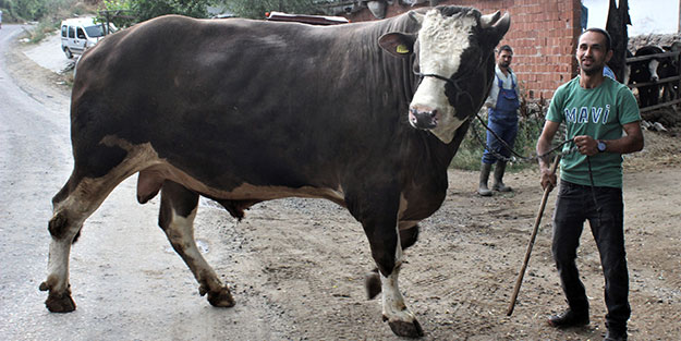 1,5 tonluk Cemil'in fiyatı dudak uçuklatıyor