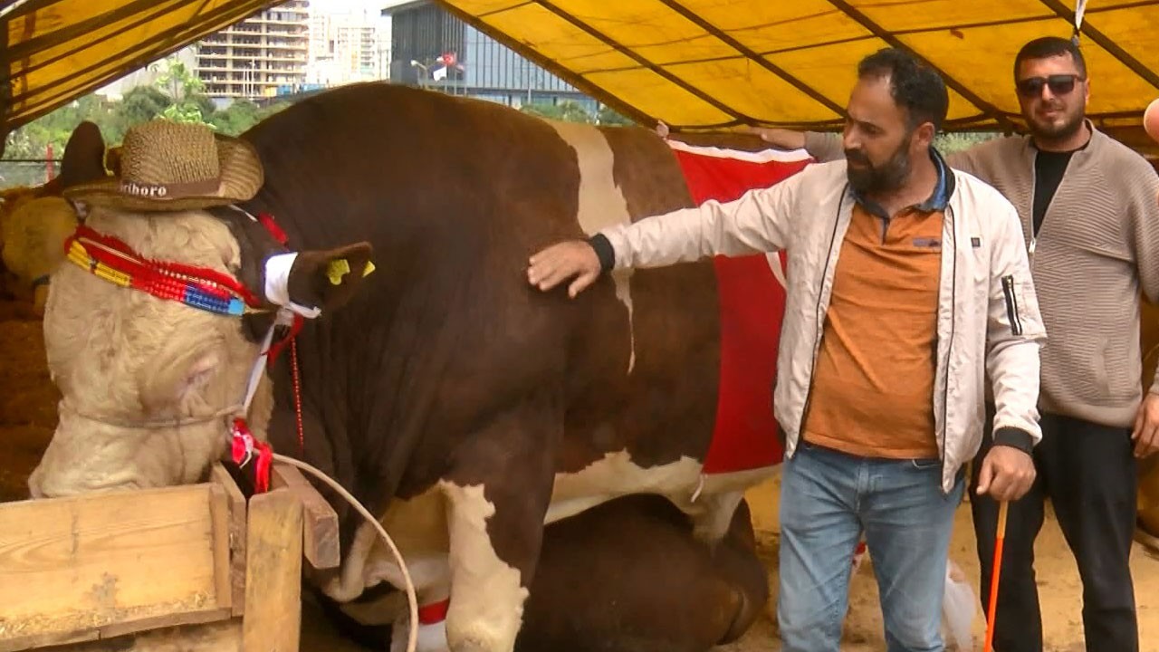 1,5 tonluk ‘Şampiyon’u satıştan kaldırdı! Cumhurbaşkanı’na hediye edecek