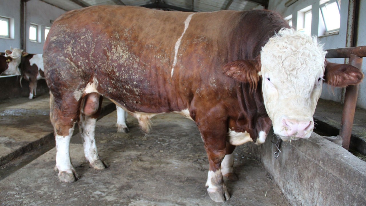 1,5 tonluk 'Tosun Paşa' 450 bin liraya alıcı buldu