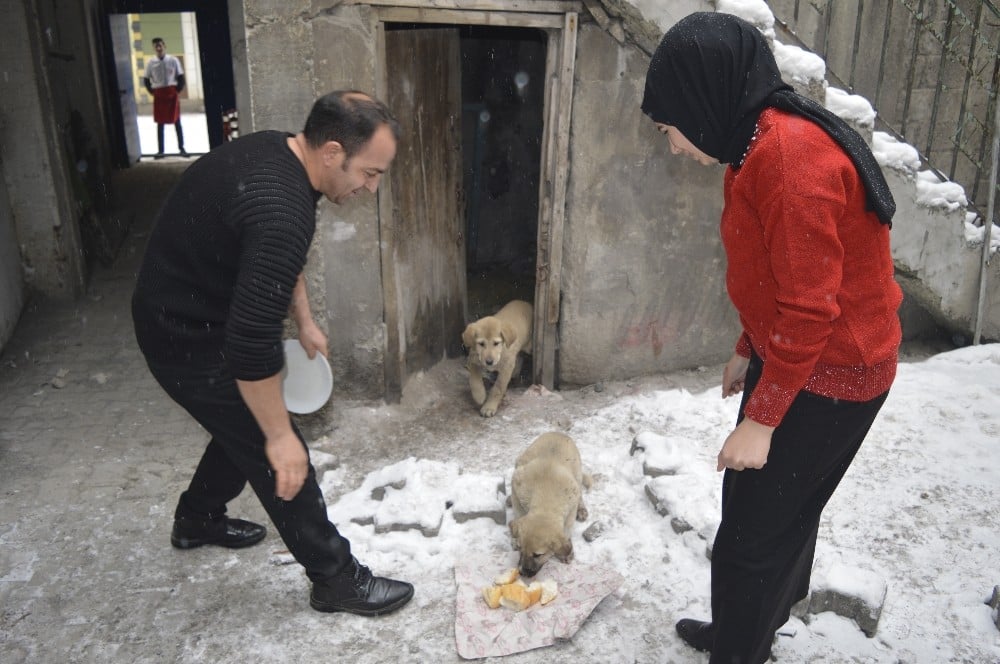 15 yaşındaki genç donmak üzere olan yavru köpeklere sahip çıktı 