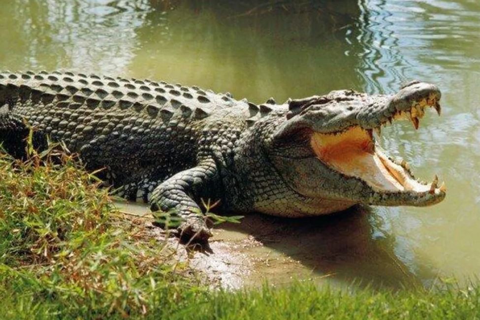 15 yaşındaki kızın korkunç sonu! Nehirden su dolduruyordu timsah alıp götürdü