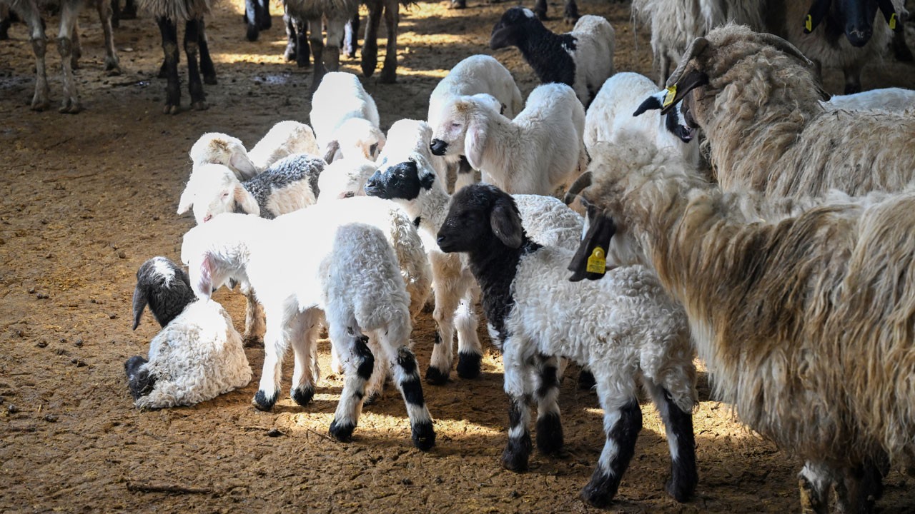 150 bin hayvan desteği bölgeyi hareketlendirdi