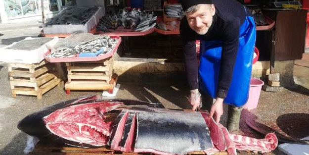 150 kiloluk orkinos tezgahta ilgi odağı oldu