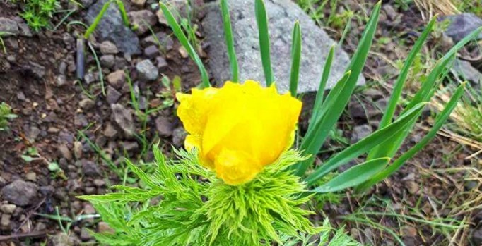 150 sene sonra görülen 'kandamlası' bitkisi korumaya altında