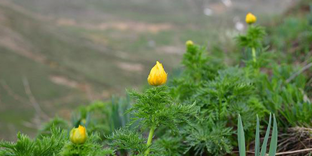 150 yıl sonra ilk kez Giresun'da görüntülendi