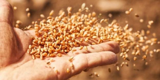 150 yıllık ata tohumlarıyla üretiyorlar. Ata tohumu nedir?