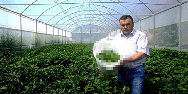 150 yıllık GDO'suz ürün kapış kapış gidiyor!