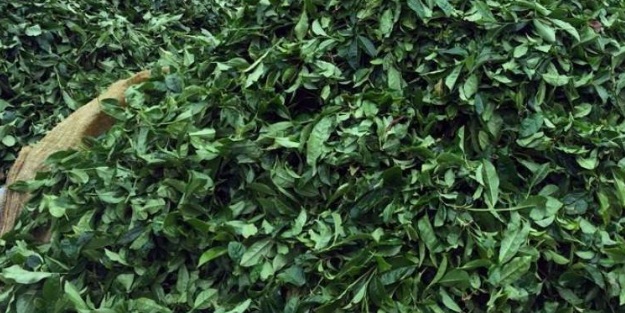 1500 işçi alıyorlar, başvurular başlıyor!