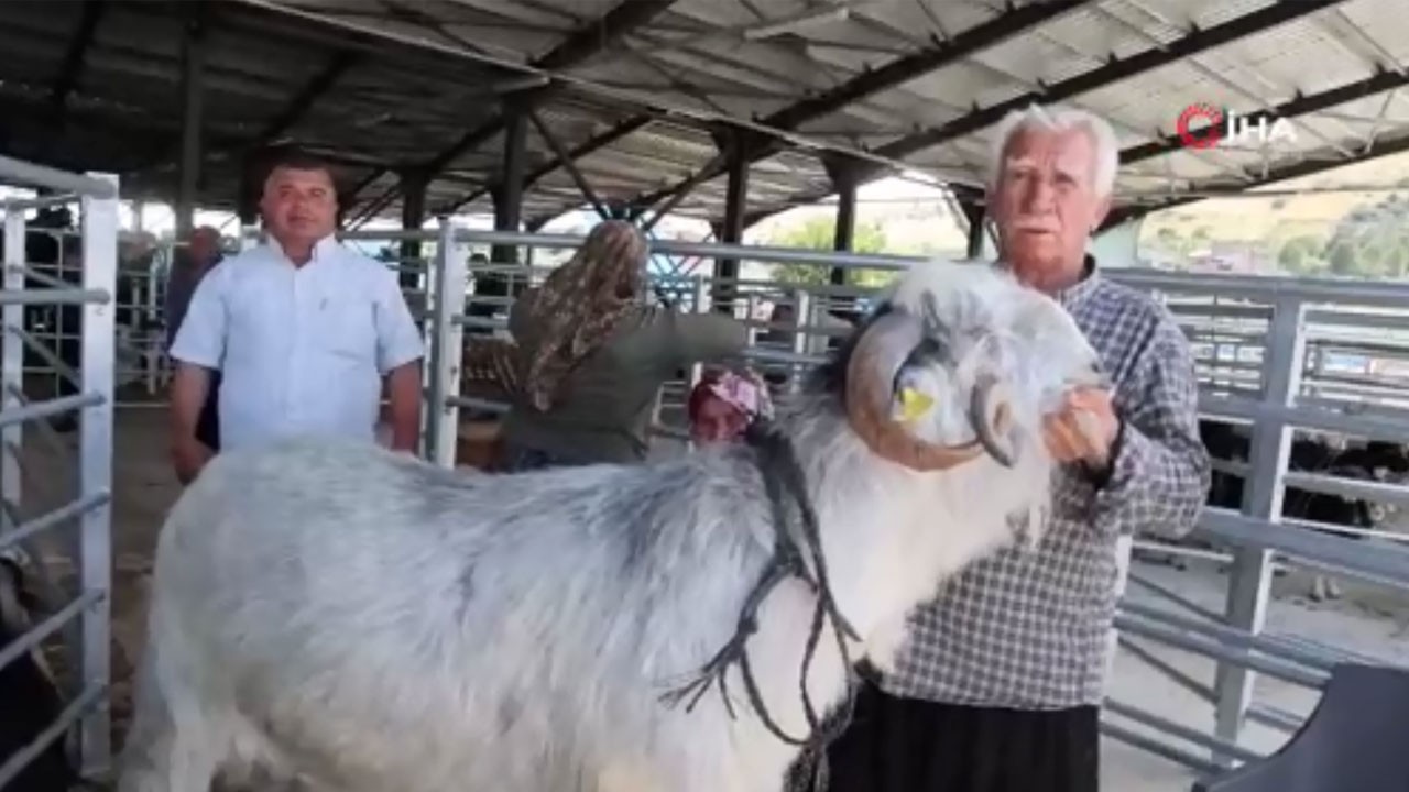 153 kiloluk teke görenleri şaşırttı