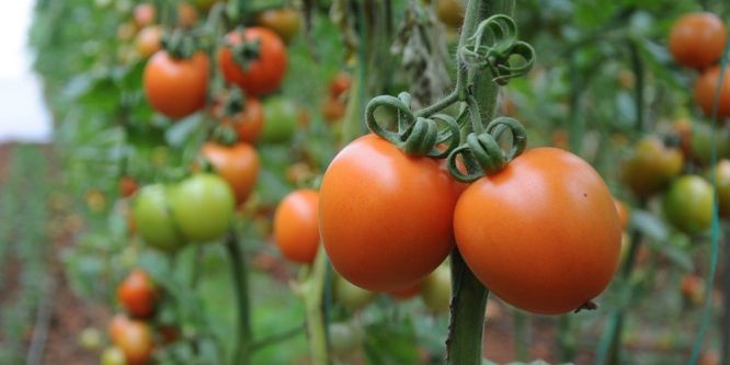 Domates fiyatları dibe vurdu