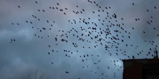 Kuşların dansı izleyenleri mest ediyor