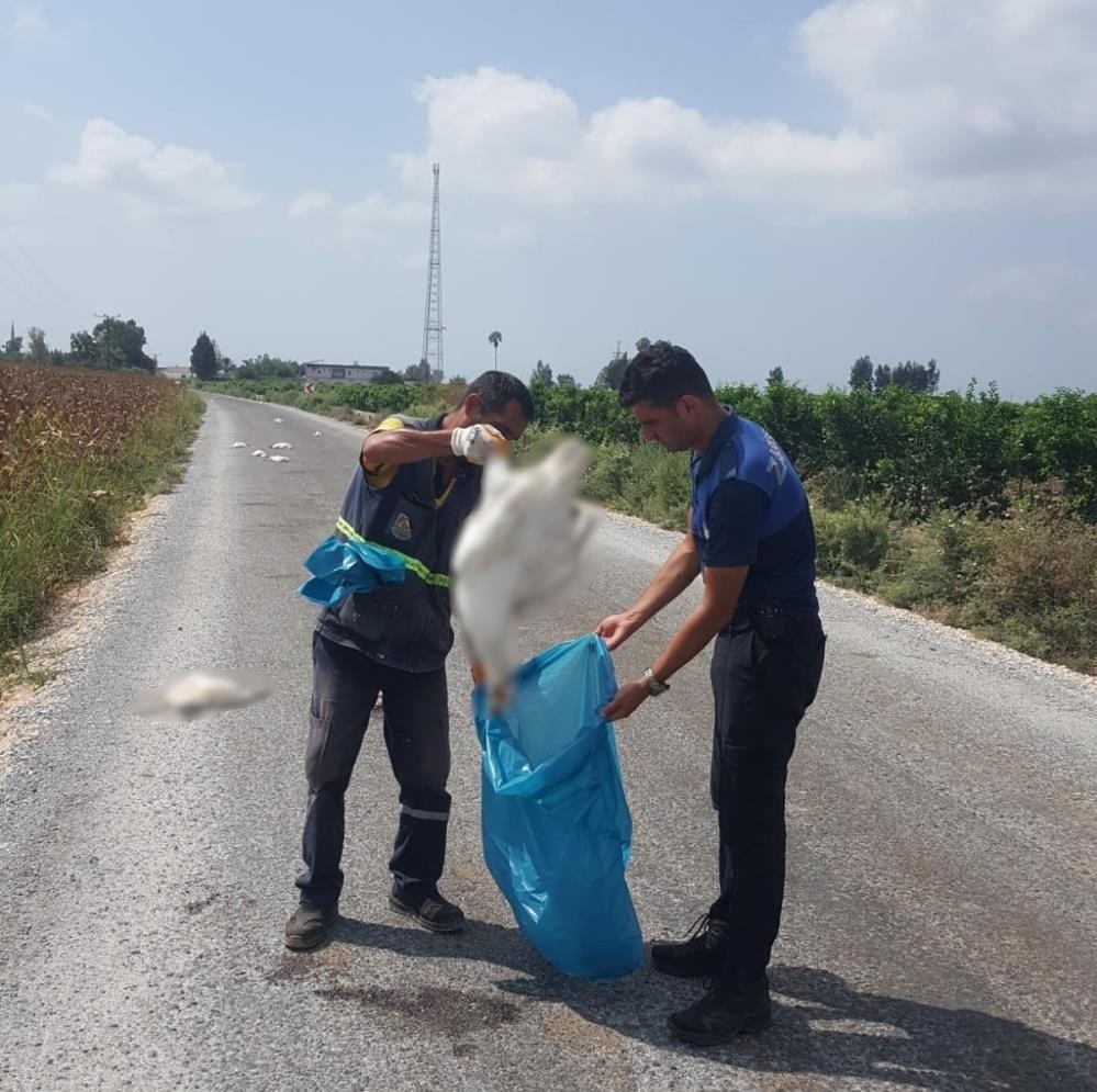 15'i telef olmuş halde bulundu