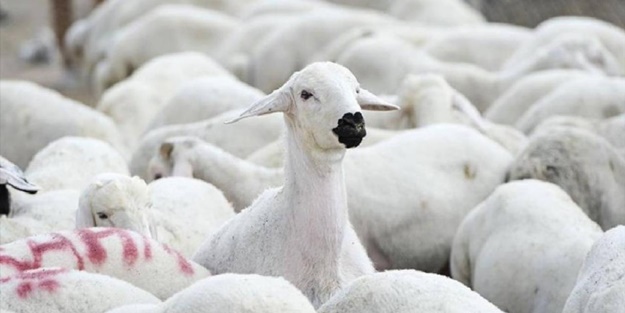 16 bine yakın küçükbaş hayvan yüklüydü! Sudan'da gemi battı