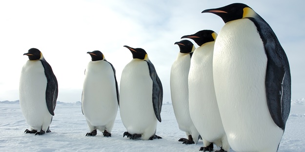 1.6 milyon kilometrekarelik alan koruma altına alındı