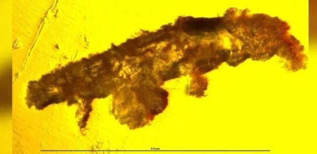 16 milyon yıllık kehribarın içinde şoke eden görüntü! Tesadüfen keşfedildi