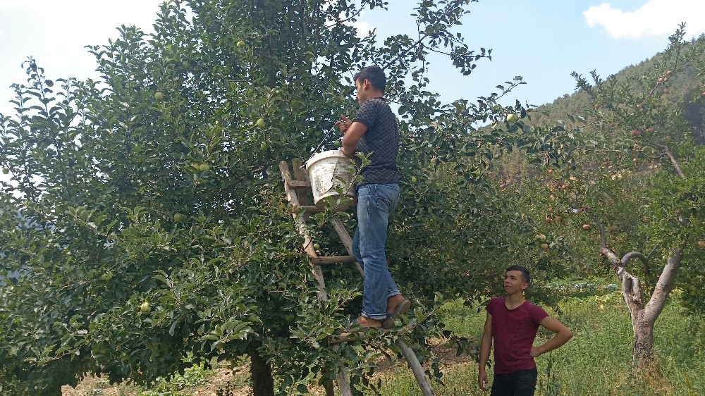 1600 rakımlı yaylada elma hasadı başladı 