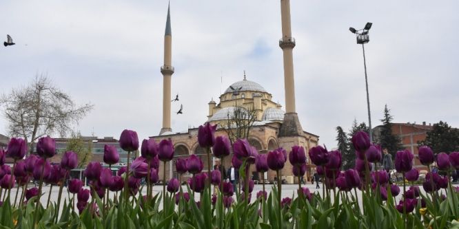 Düzce çiçeklerle renklendi