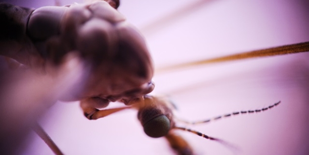 162 kişi sıtmadan öldü