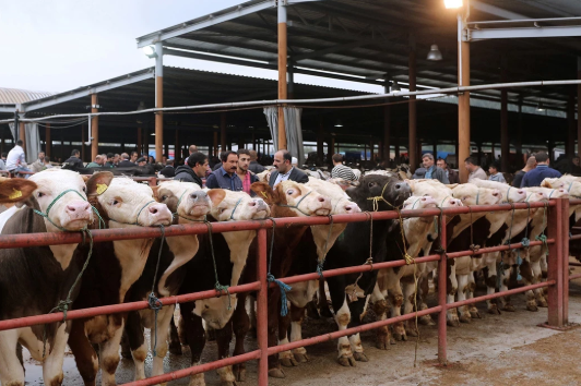 17 ilde daha hayvan pazarı açılacak